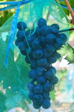 Grape with protective net from insects and birds. Bunch of red grape Stock Photos
