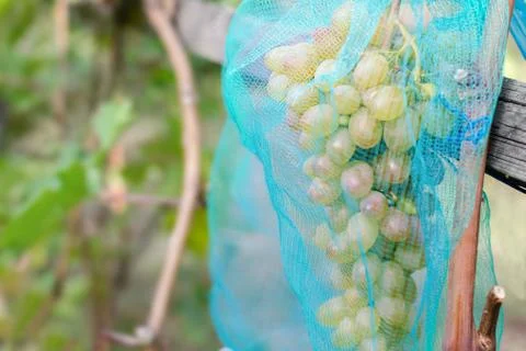 Grape with protective net from insects and birds. Empty place for text Stock Photos