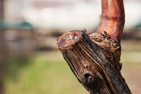 The grape pruning 库存照片