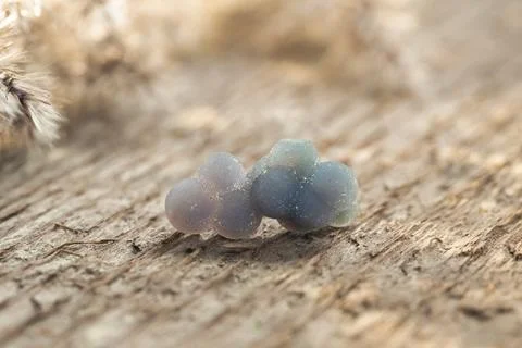 Grape-like Quartz or Grape Agate Crystal on Wood Stock Photos