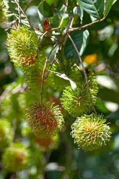 Grape of Rambutan Foto stock