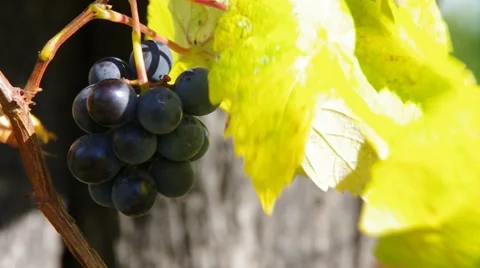 Grape in red Stock Footage 58892717