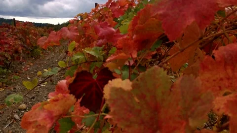 Grape red leaf close-up on the background of rows Stock Footage 169289116