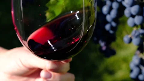 Grape red wine in a glass tasting process against grape background. Winemaking Stock Footage 165112749