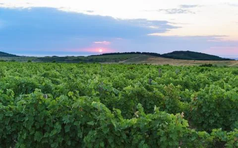 Grape ridges at sunset. Summer evening in Anapa district of Krasnodar region Stock Photos