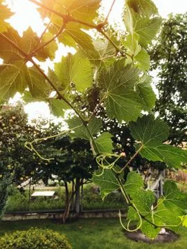 The grape ripens on the branches in the summer Stock Photos