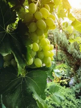 The grape ripens on the branches in the summer Stock Photos