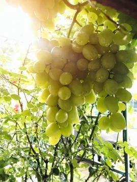 The grape ripens on the branches in the summer Foto stock