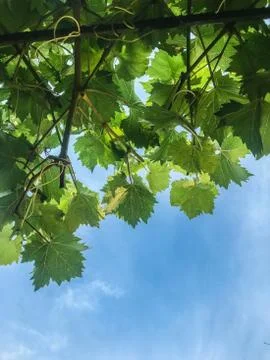 The grape ripens on the branches in the summer Stock Photos