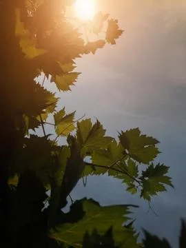 The grape ripens on the branches in the summer Stock Photos