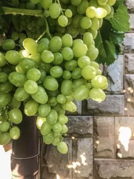 The grape ripens on the branches in the summer Stock Photos