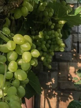 The grape ripens on the branches in the summer Stock Photos
