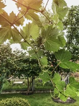 The grape ripens on the branches in the summer Stock Photos