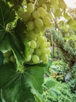The grape ripens on the branches in the summer 스톡 사진