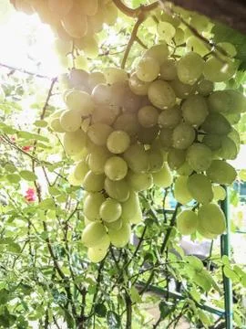 The grape ripens on the branches in the summer Stock Photos
