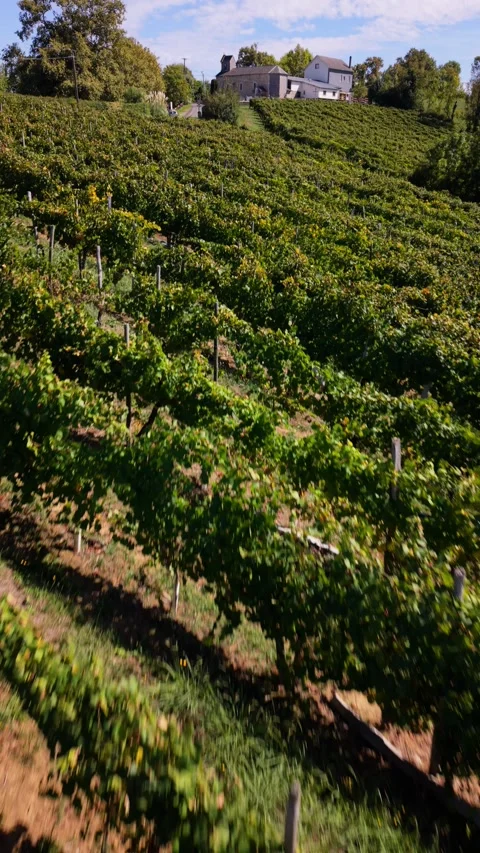 Grape rows cover a hillside in Jurancon, France, aerial view vertical video Stock Footage 347815426