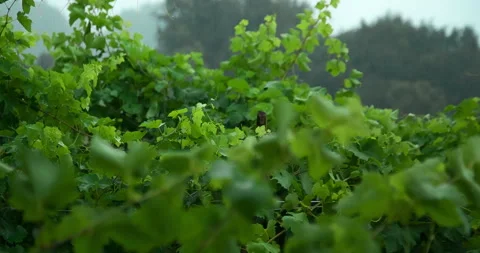 Grape Rows on a Rainy Day, clip 1 Stock Footage 143971506