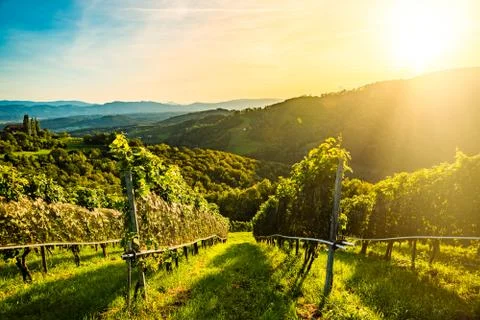 Grape rows on vineyard in Austrian town Kitzeck im Sausal Leibnitz Stock Photos