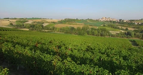 Grape rows , vineyards of the Monferrato Grana, Casorzo, MONFERRATO ASTIGIANO Stock Footage 83933652