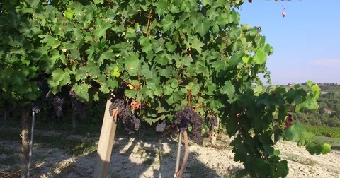 Grape rows, vineyards WINE, ASTI ITALIA, colline del monferrato vigne Stock Footage 83933307