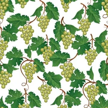 Grape seamless pattern. Wine yard natural fruit food background Illustrazione stock