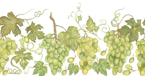 Grape Seamless watercolor border. Repeat frame of green grape, vines grape,.. Stock Illustration