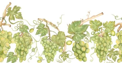 Grape Seamless watercolor border. Repeat frame of green grape, vines grape,.. Stock Illustration