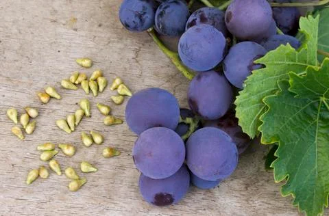 Grape seed Stock Photos