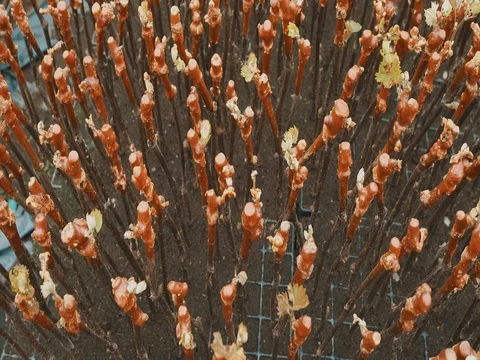 The Grape Seedlings Stock Footage 74909616