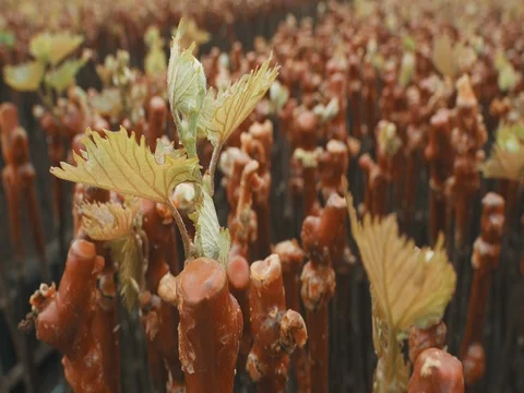 The Grape Seedlings Stock Footage 74910857