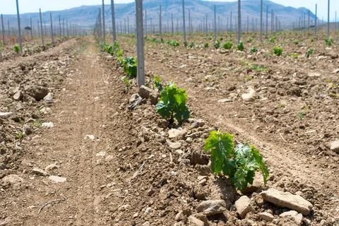 Grape seedlings Foto stock