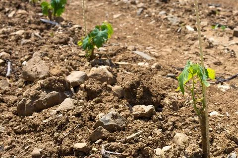 Grape seedlings Stock Photos