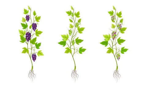 Grape seedlings with root, green leaves and grape bunches vector illustration Ilustración de archivo