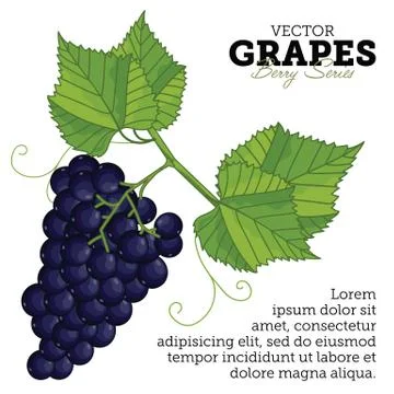 Grape Set, Vector. Stock Illustration