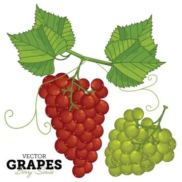 Grape Set, Vector. Stock Illustration