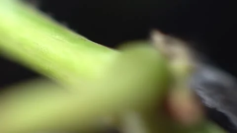 Grape slose up Stock Footage 336010108