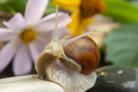 Grape snail is actively crawling in nature. mollusc and invertebrate. delicac Stock Photos