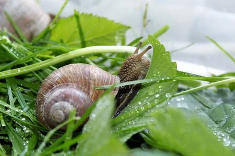 Grape snail on the background of foliage Stock Photos