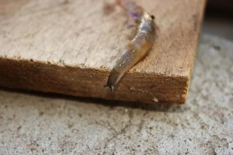 Grape snail on the Board Stock Photos