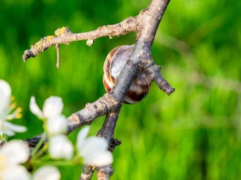 Grape snail on branch of old cherry tree closeup 스톡 사진