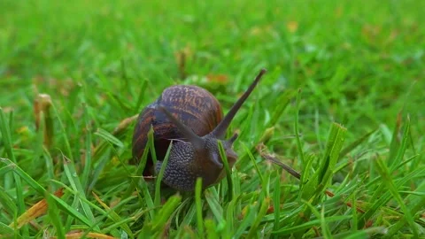Grape snail with a broken shell slowly creeps in the green grass. Stock Footage 135483248