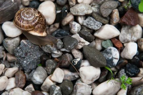Grape snail with a brown shell on colored stones Stock Photos