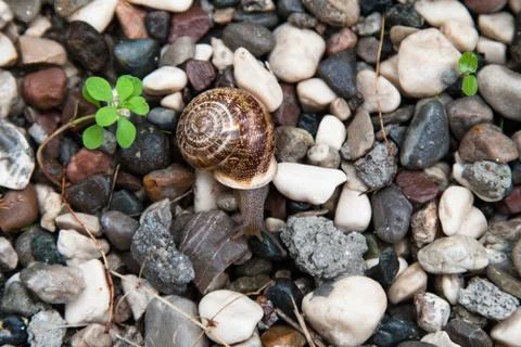 Grape snail with a brown shell on colored stones Stock Photos