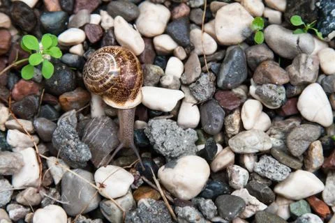 Grape snail with a brown shell on colored stones Stock Photos