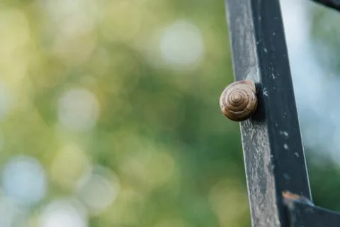A grape snail in a brown shell crawls along an iron black fence. Stock Photos