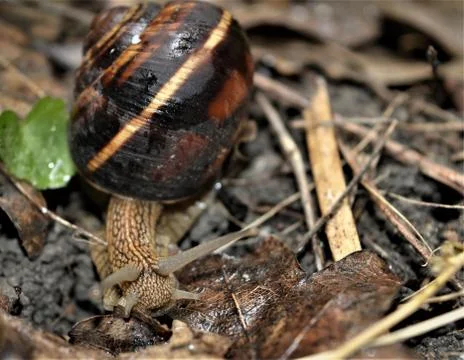 A grape snail with a brown shell crawls through the leaves Foto stock