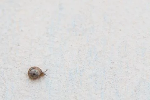 A grape snail with a brown shell sinks on a white textured surface Stock Photos