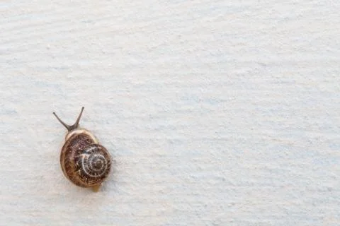 A grape snail with a brown shell sinks on a white textured surface Foto stock