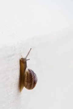 A grape snail with a brown shell sinks on a white textured surface Stock Photos