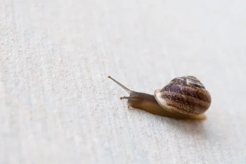A grape snail with a brown shell sinks on a white textured surface Stock Photos